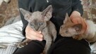 Kotek rasy devon rex - 2