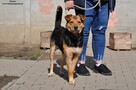 Romer- Czeka na właściciela! - 6