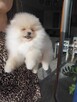 Szpic pomeranian - 9