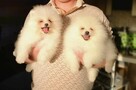 Szpic pomeranian - 4