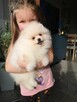 Szpic pomeranian - 6