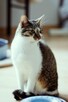 Piccolo kot do adopcji ze schroniska nieśmiały biało szary - 1