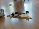 Piccolo kot do adopcji ze schroniska nieśmiały biało szary - 4