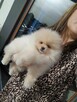 Szpic pomeranian - 8