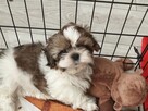 Szczeniak Shih tzu - 5