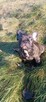 Buldog francuski merle x isabella - 6