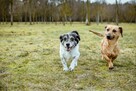 Frotek i Kropek -małe psy czekaja na dom- adopcja - 7