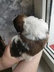 Szczeniak Shih tzu - 7