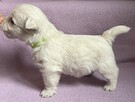 West Highland White Terrier FCI ZKwP - 3