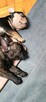 Buldog francuski merle x isabella - 7
