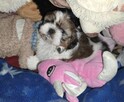 Szczeniak Shih tzu - 8