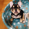 Buldog francuski merle x isabella - 4
