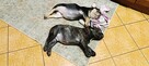 Buldog francuski merle x isabella - 8