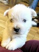 West Highland White Terrier FCI ZKwP - 2