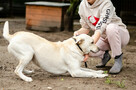 Labek - młody, niekonfliktowy LABRADOR mix! - 5