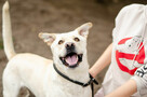 Labek - młody, niekonfliktowy LABRADOR mix! - 2