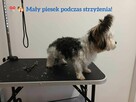 SPA dla psów / kotów - 10