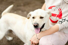 Labek - młody, niekonfliktowy LABRADOR mix! - 4