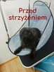 SPA dla psów / kotów - 4