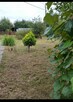 Sprzedam ogródek działkowy - 1