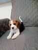 Beagle Tricolor - 3