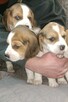 Beagle Tricolor - 2