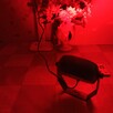 Sprzedam kolorofon (lampa dyskotekowa) LED-6. - 3