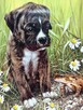 Talerz kolekcjonerski Frog Prince Boxer Anglia - 2