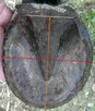 Para Butów dla Koni Cavallo NOWE Cena z Wysyłką - 4