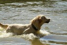 Golden Retriever po Ch. DOROSŁA SUKA HODOWLANA, FCI, W-wa - 9