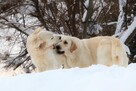 Golden Retriever po Ch. DOROSŁA SUKA HODOWLANA, FCI, W-wa - 11