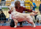 Golden Retriever po Ch. DOROSŁA SUKA HODOWLANA, FCI, W-wa - 4