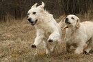 Golden Retriever po Ch. DOROSŁA SUKA HODOWLANA, FCI, W-wa - 7