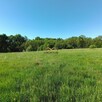 Działka budowlana Poręba, - 6