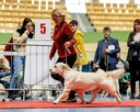 Golden Retriever po Ch. DOROSŁA SUKA HODOWLANA, FCI, W-wa - 5