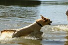 Golden Retriever po Ch. DOROSŁA SUKA HODOWLANA, FCI, W-wa - 8