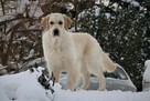 Golden Retriever po Ch. DOROSŁA SUKA HODOWLANA, FCI, W-wa - 6