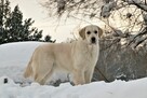 Golden Retriever po Ch. DOROSŁA SUKA HODOWLANA, FCI, W-wa - 3