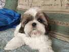 Szczeniak Shih tzu - 4