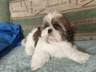 Szczeniak Shih tzu - 9