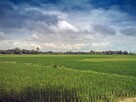 Działka dla dewelopera Opole, Wrzoski