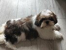 Szczeniak Shih tzu - 3