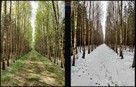 Ładna działka rolno-budowlana z lasem, prywatność - 2