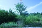 Działąki Budowlane Podłęż - 13