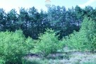 Działąki Budowlane Podłęż - 16