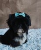 Piekny chlopiec shih tzu gotowy do odbioru - 4