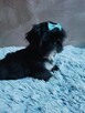 Piekny chlopiec shih tzu gotowy do odbioru - 7