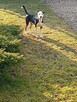Oddam za darmo pieska - 4