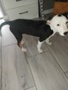 Oddam za darmo pieska - 5