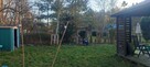 Ogród działkowy, 250m2, ROD Odpoczynek - 5